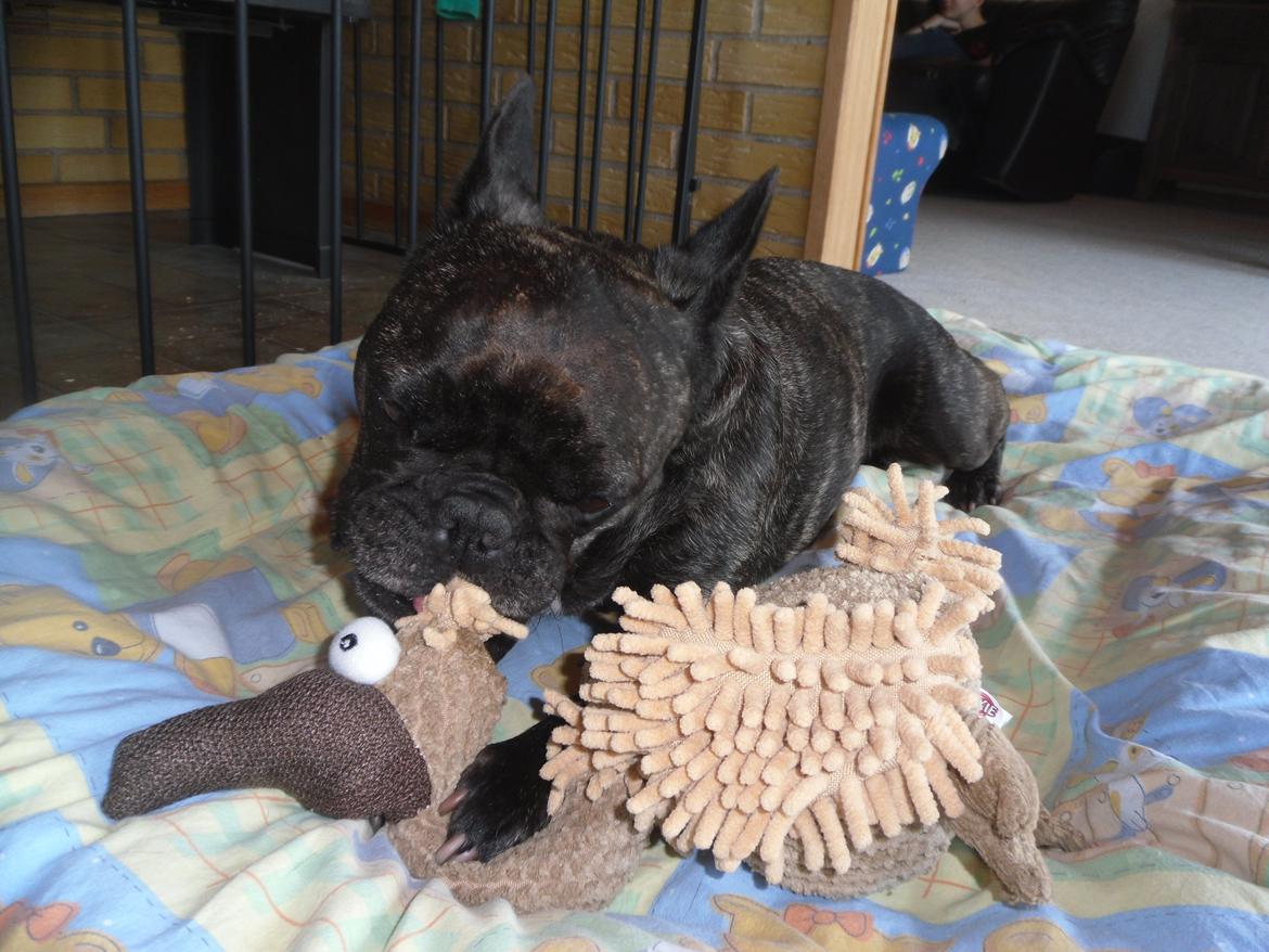 Fransk bulldog Berta - dagen efter operation og berta er frisk igen billede 30