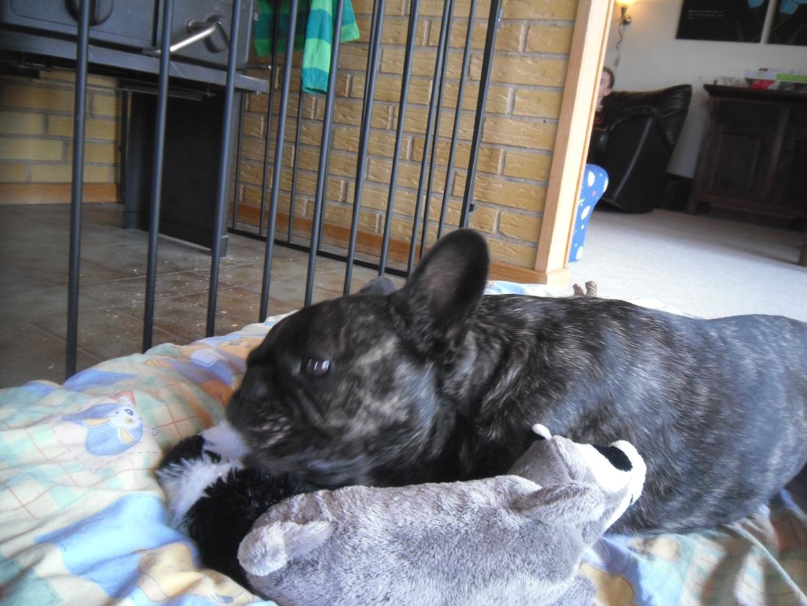 Fransk bulldog Berta - Elsker bamser billede 31
