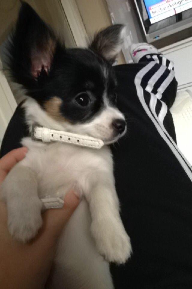 Blanding af racer Diva billede 1