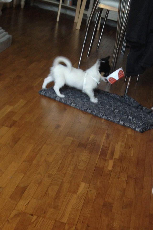 Blanding af racer Diva billede 2