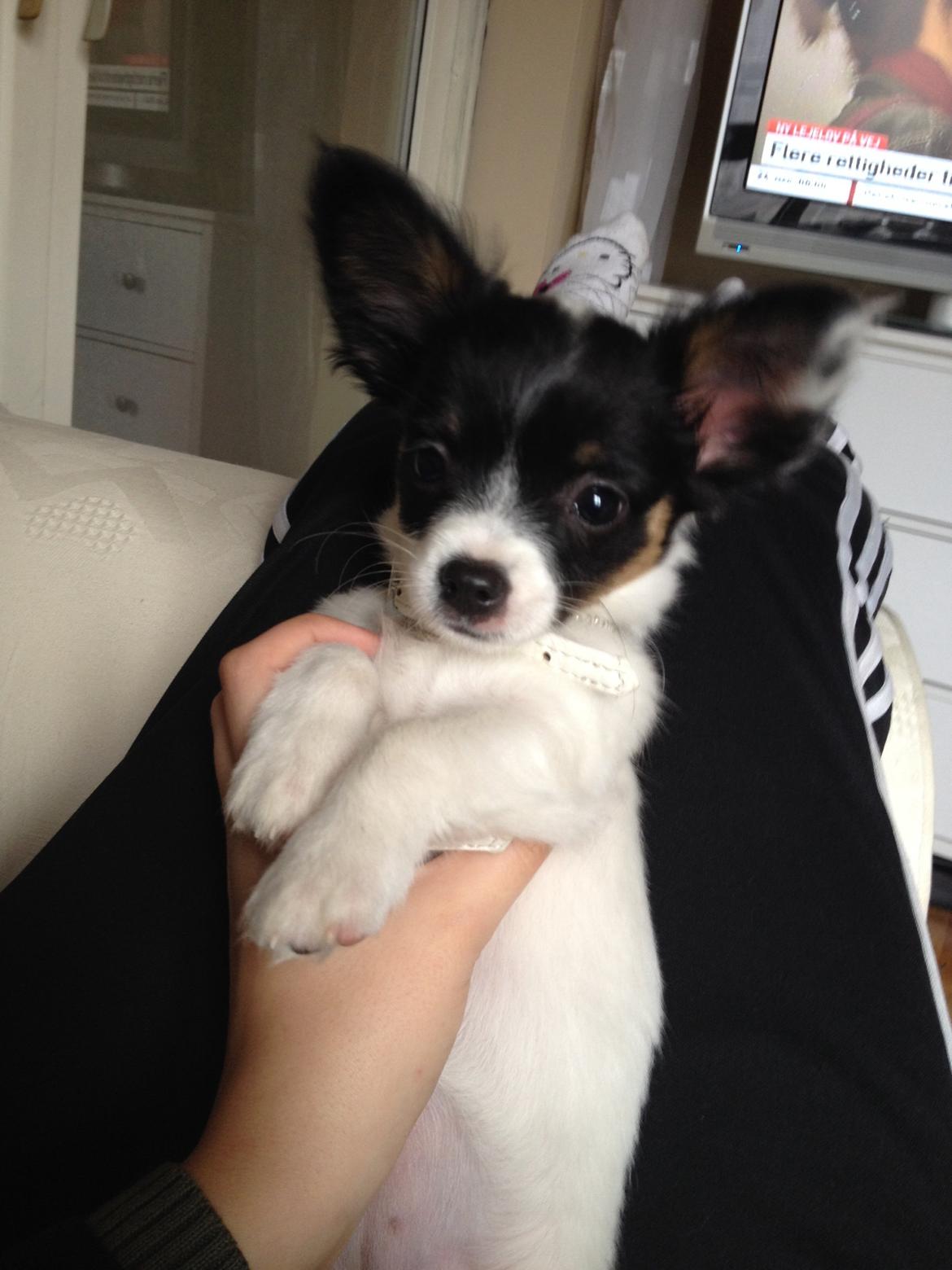 Blanding af racer Diva billede 3