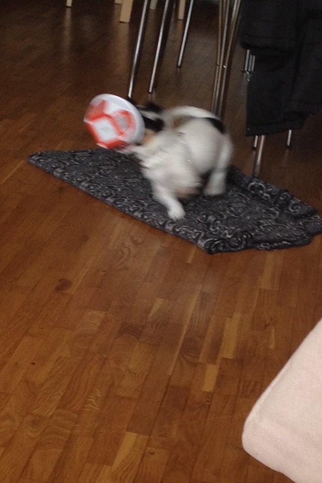 Blanding af racer Diva billede 4