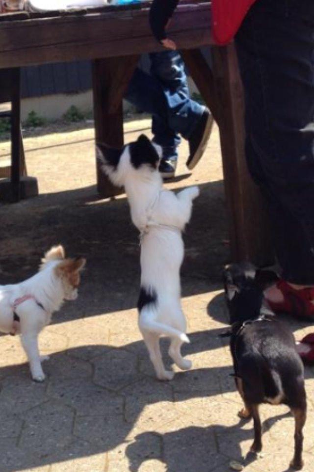 Blanding af racer Diva billede 7