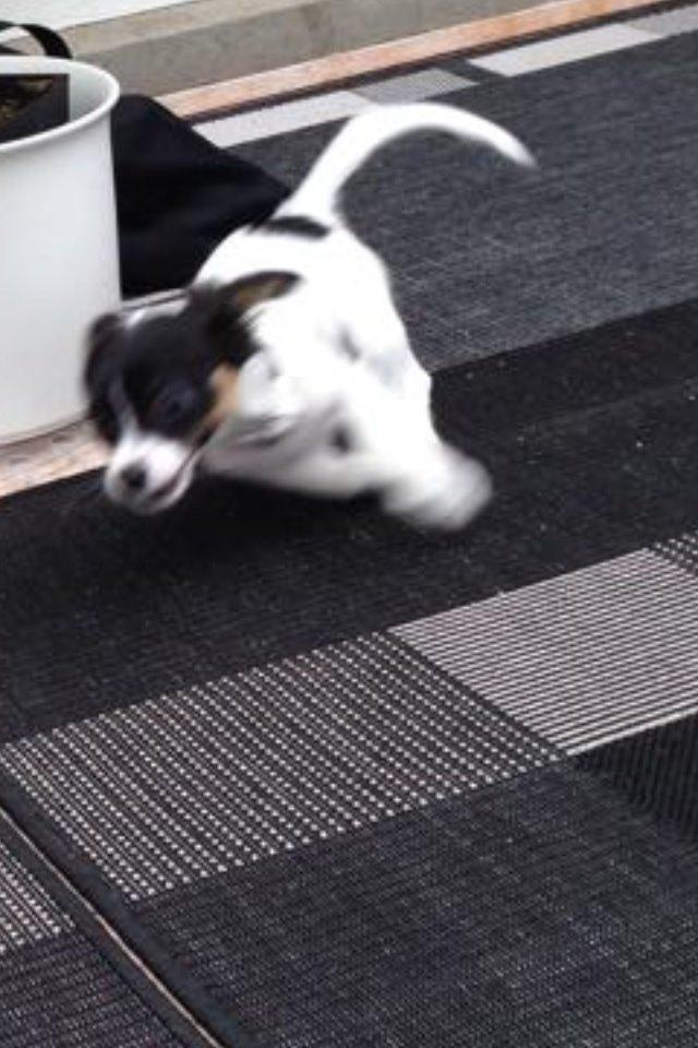 Blanding af racer Diva billede 8