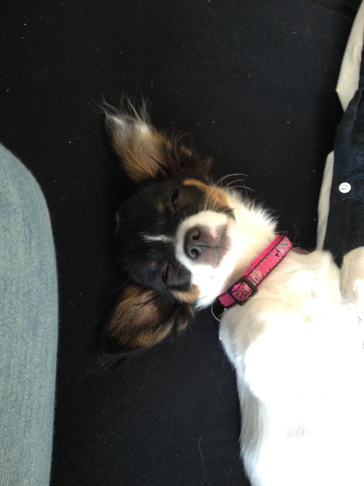 Blanding af racer Diva billede 9