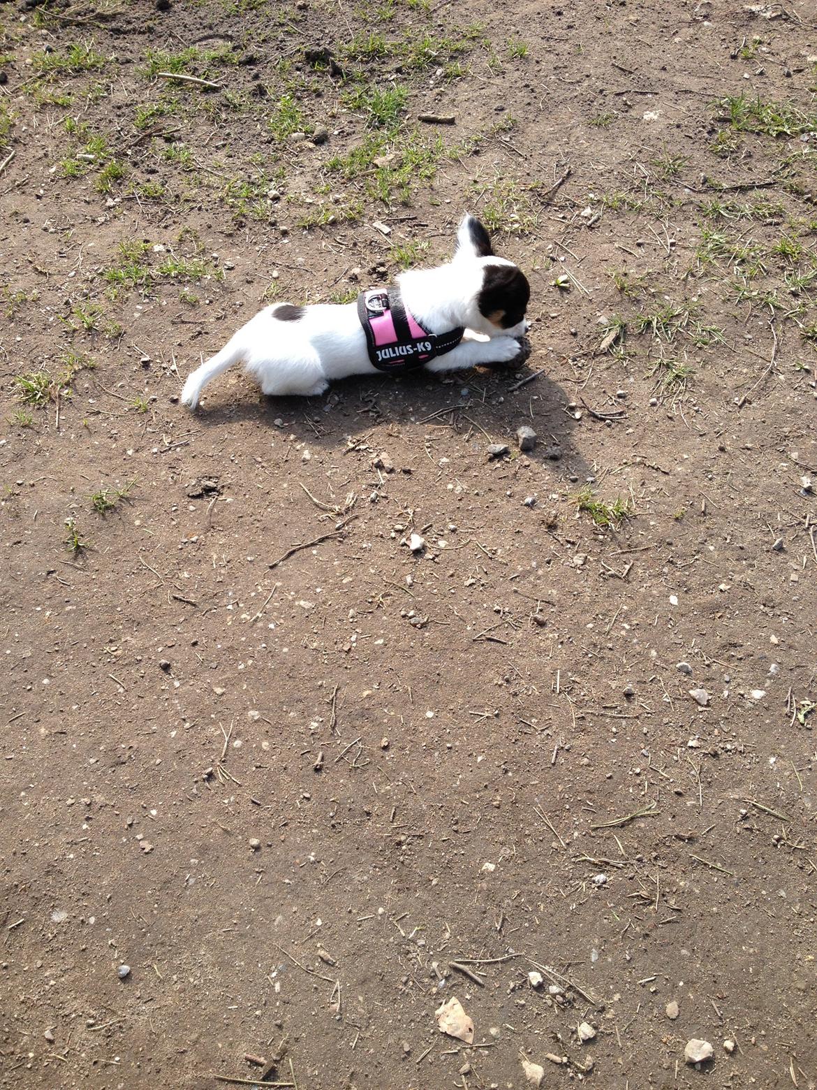 Blanding af racer Diva billede 10