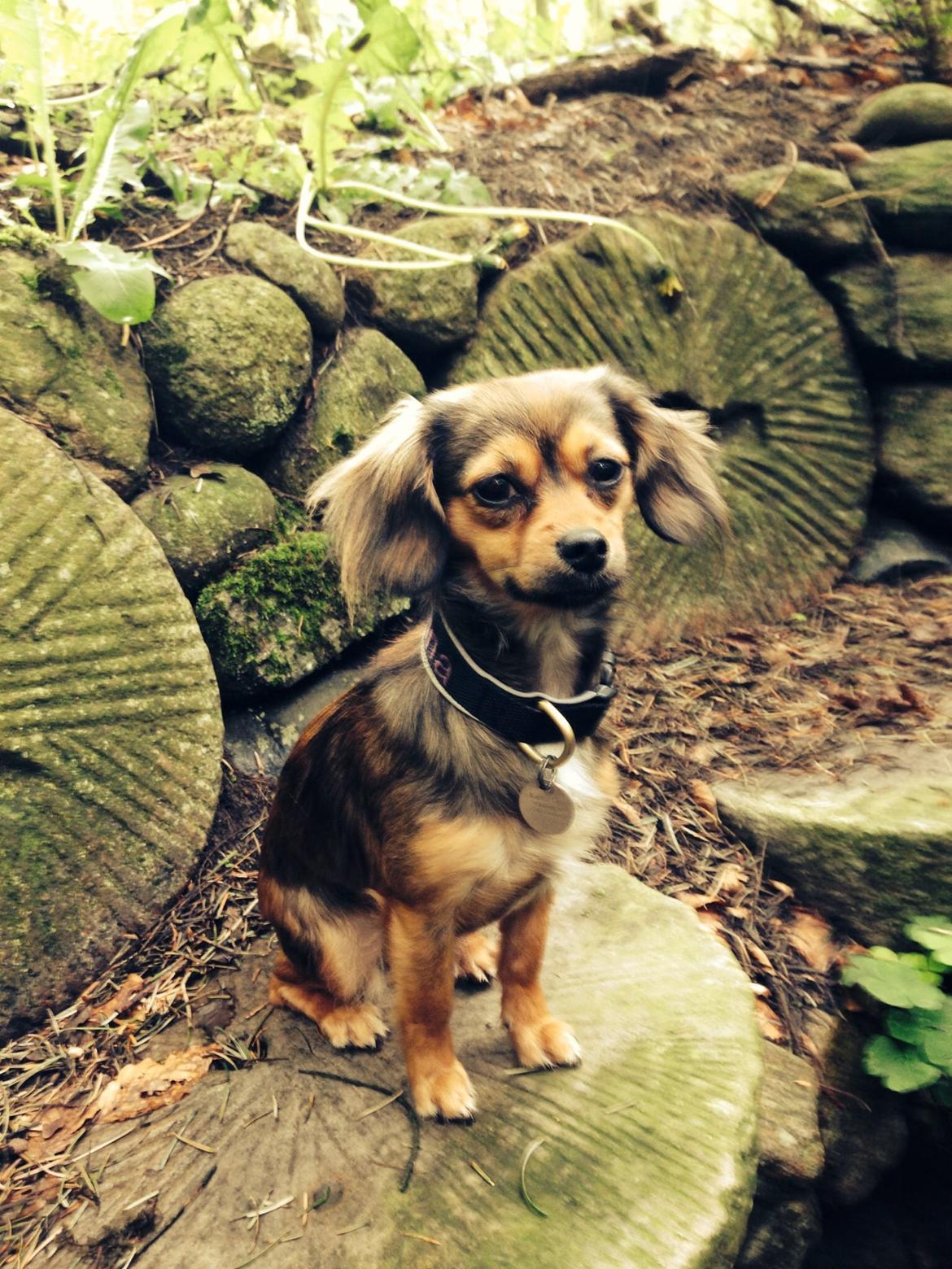 Blanding af racer Luna billede 14