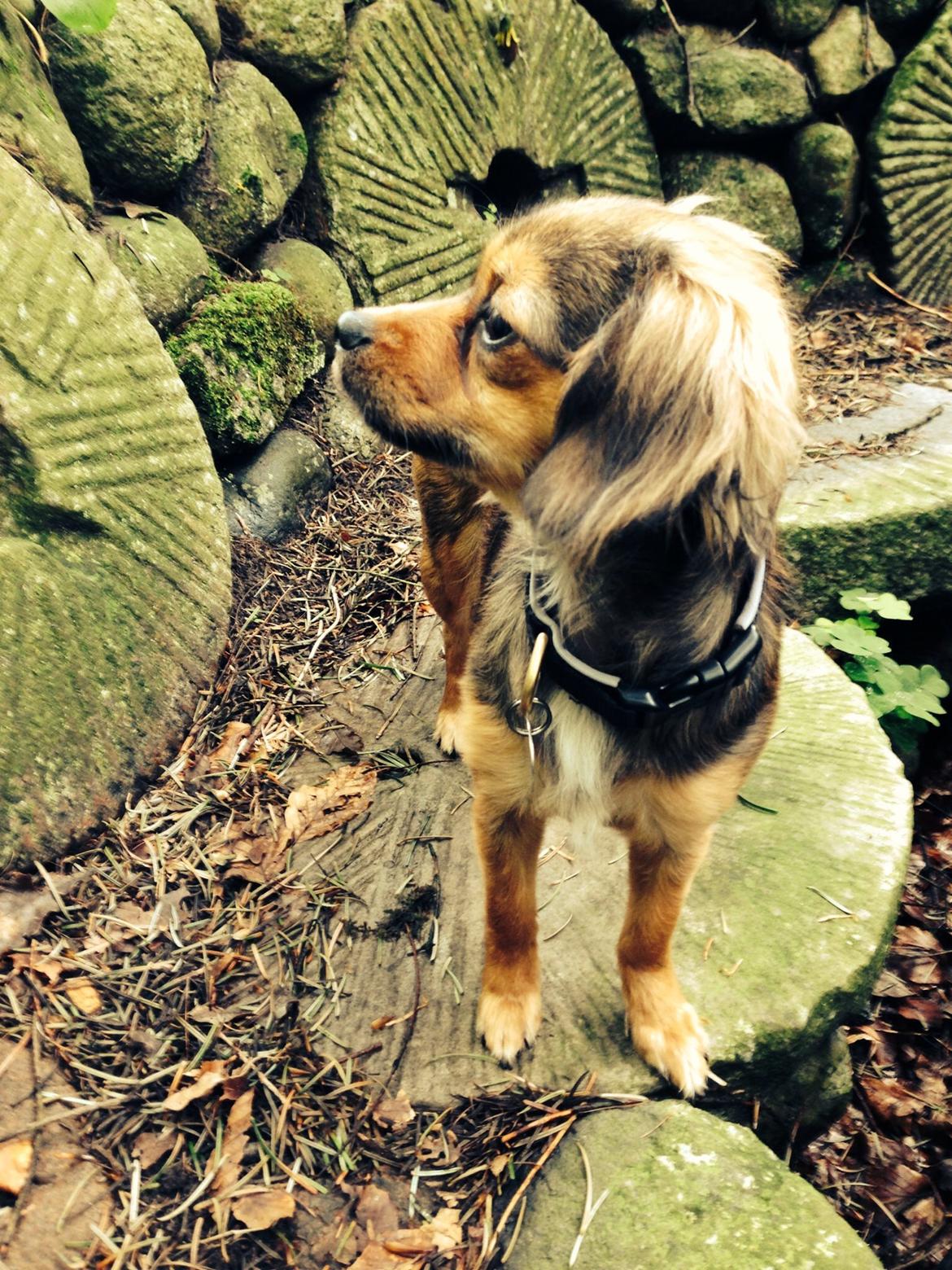 Blanding af racer Luna billede 16