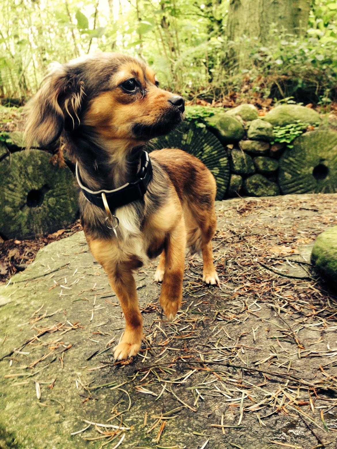 Blanding af racer Luna billede 15