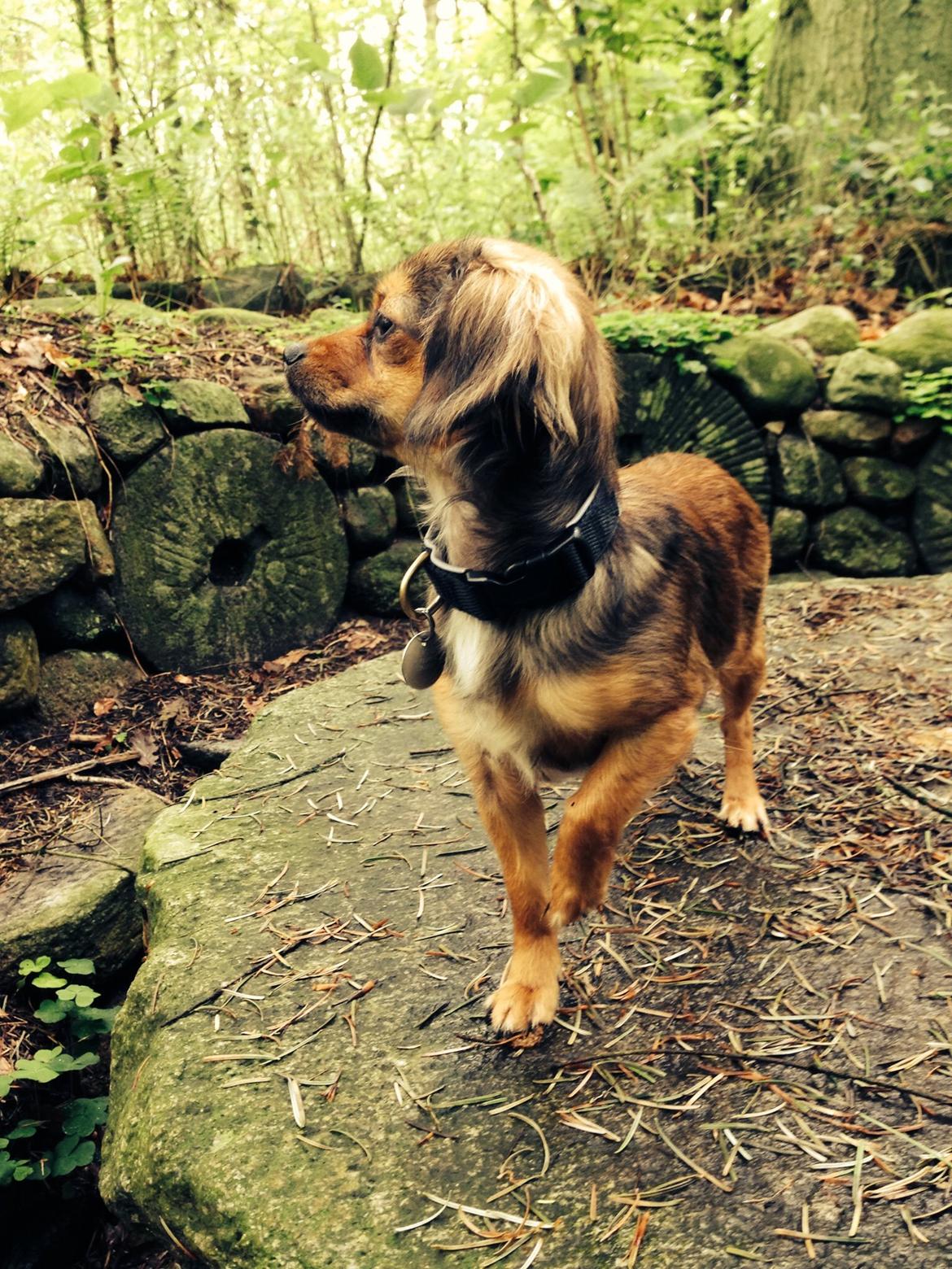 Blanding af racer Luna billede 17