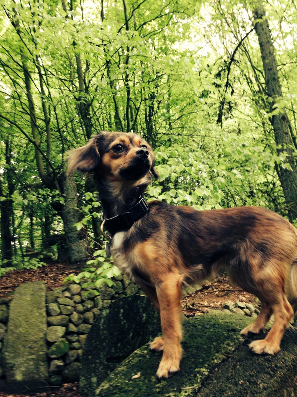 Blanding af racer Luna billede 18