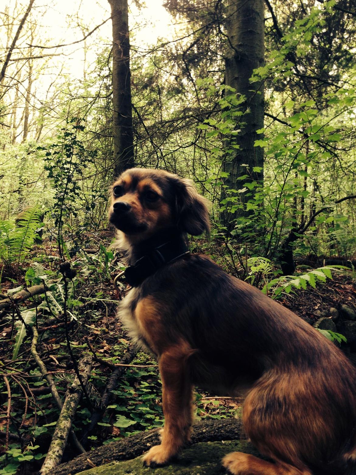 Blanding af racer Luna billede 19