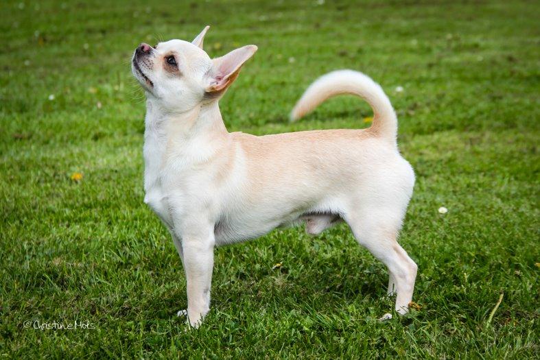 Chihuahua JCH. Lockwood "Yoda" - 16 mdr billede 1