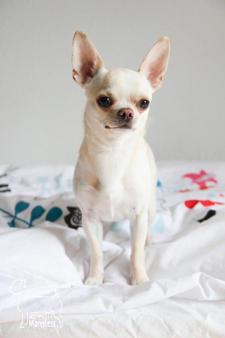 Chihuahua JCH. Lockwood "Yoda" billede 4