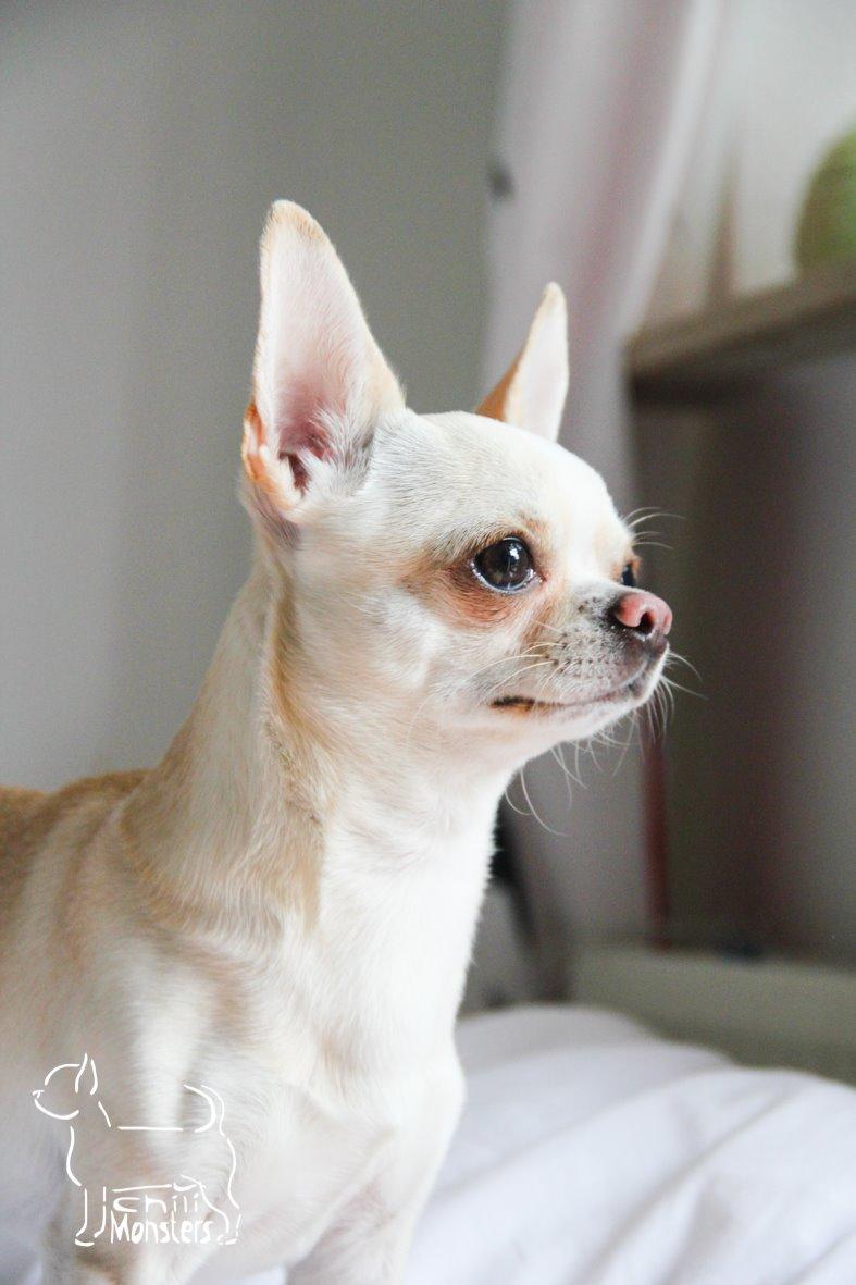 Chihuahua JCH. Lockwood "Yoda" billede 5