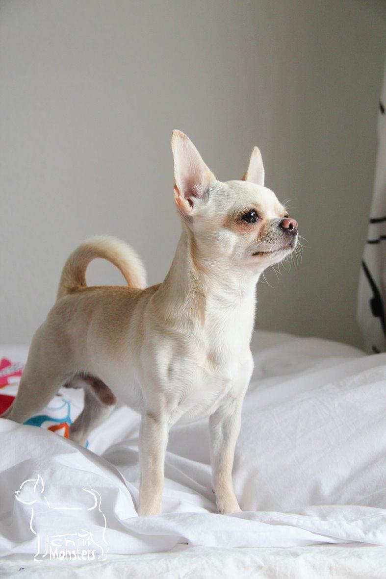 Chihuahua JCH. Lockwood "Yoda" billede 2