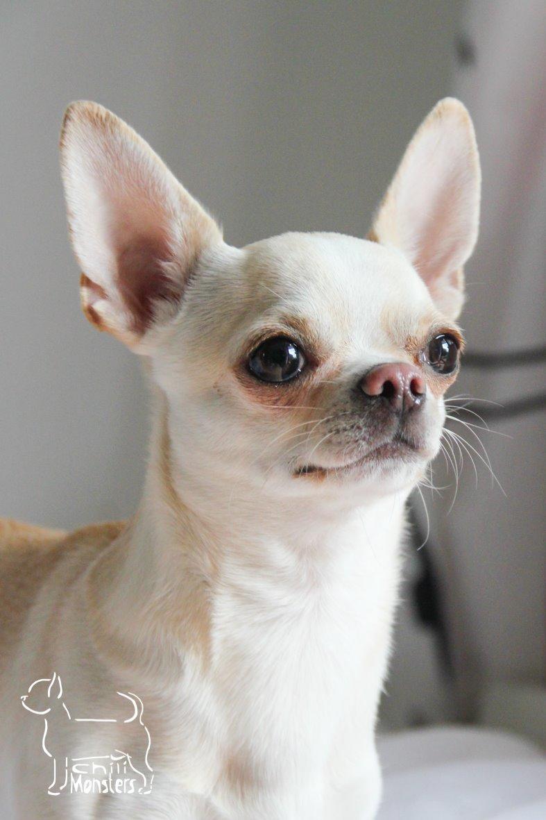 Chihuahua JCH. Lockwood "Yoda" billede 3