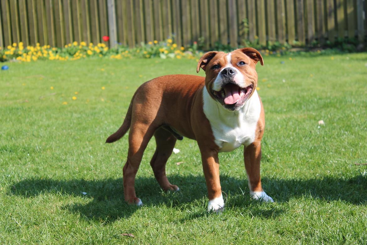 Staffordshire bull terrier Cedro *Himmelhund* Savner dig <3  billede 22