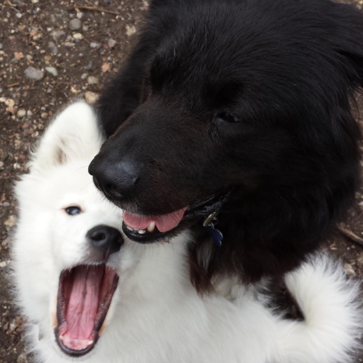 Samojedhund Mishu billede 14