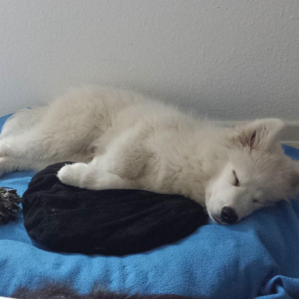 Samojedhund Mishu billede 7