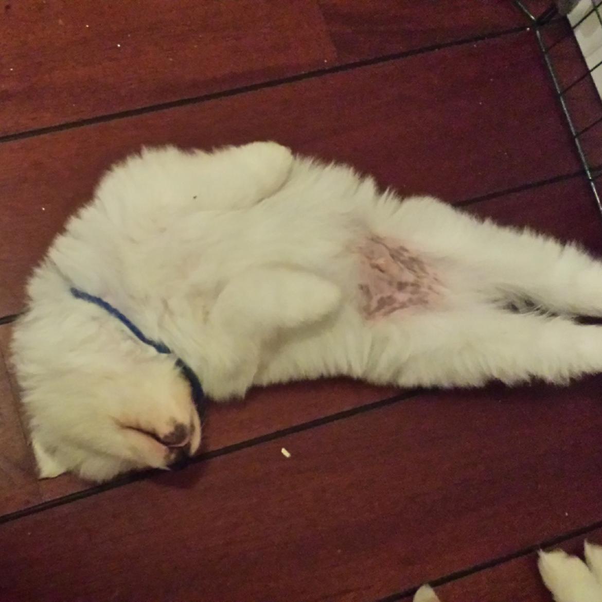 Samojedhund Mishu billede 4