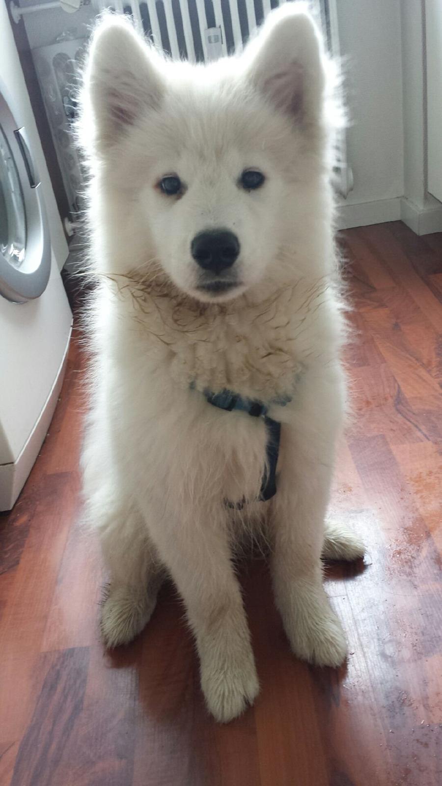 Samojedhund Mishu billede 5