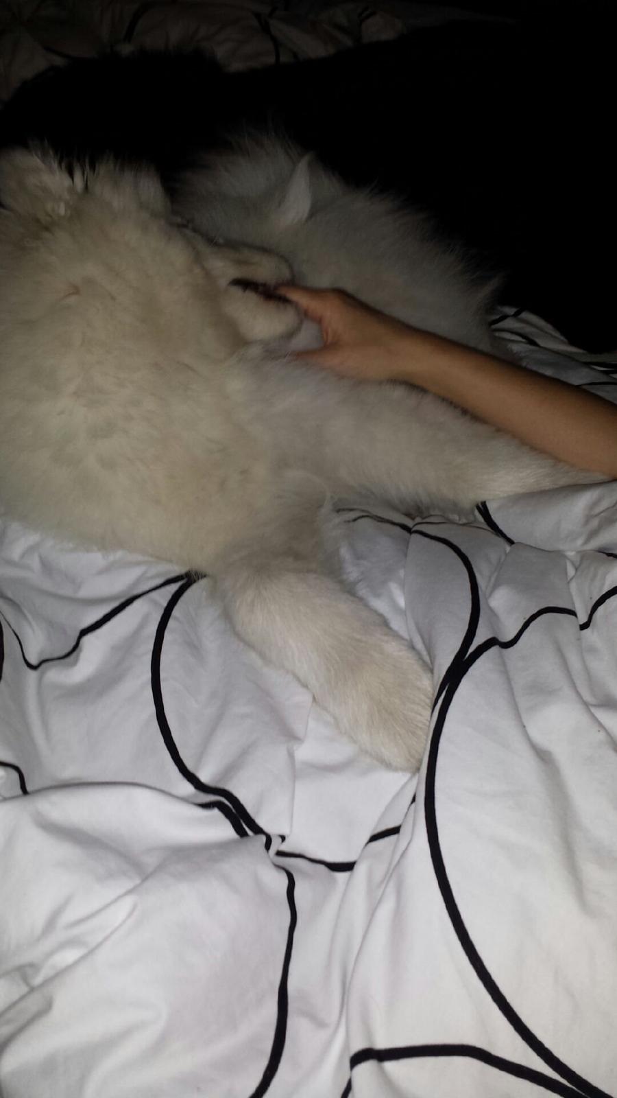 Samojedhund Mishu billede 6