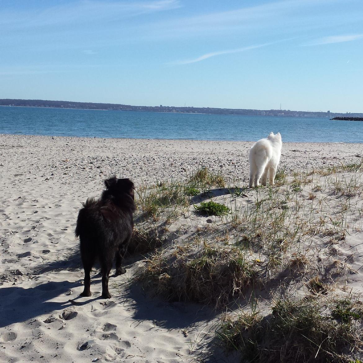 Samojedhund Mishu billede 8