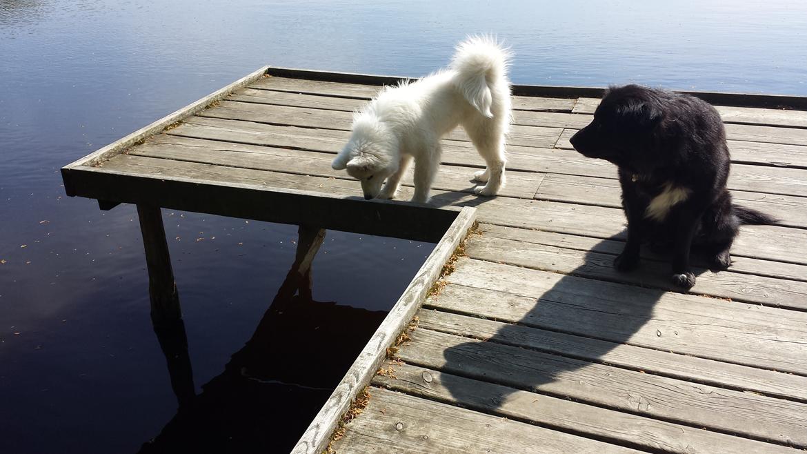 Samojedhund Mishu billede 10