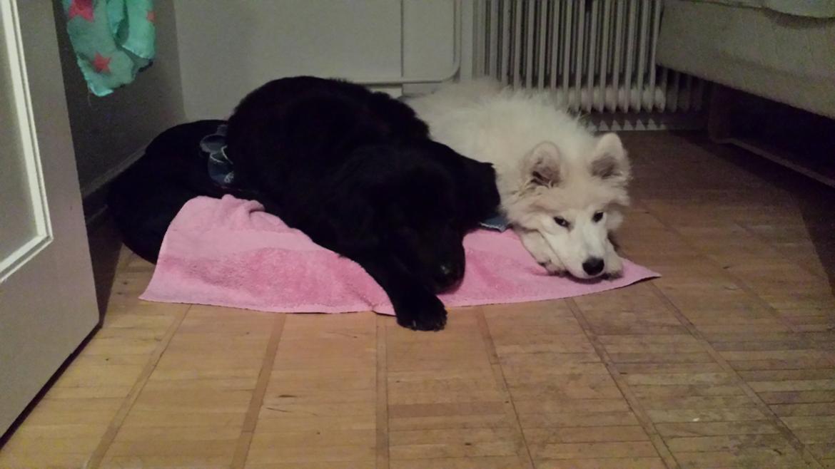 Samojedhund Mishu billede 11