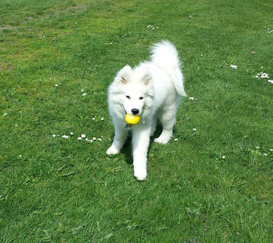 Samojedhund Mishu billede 12