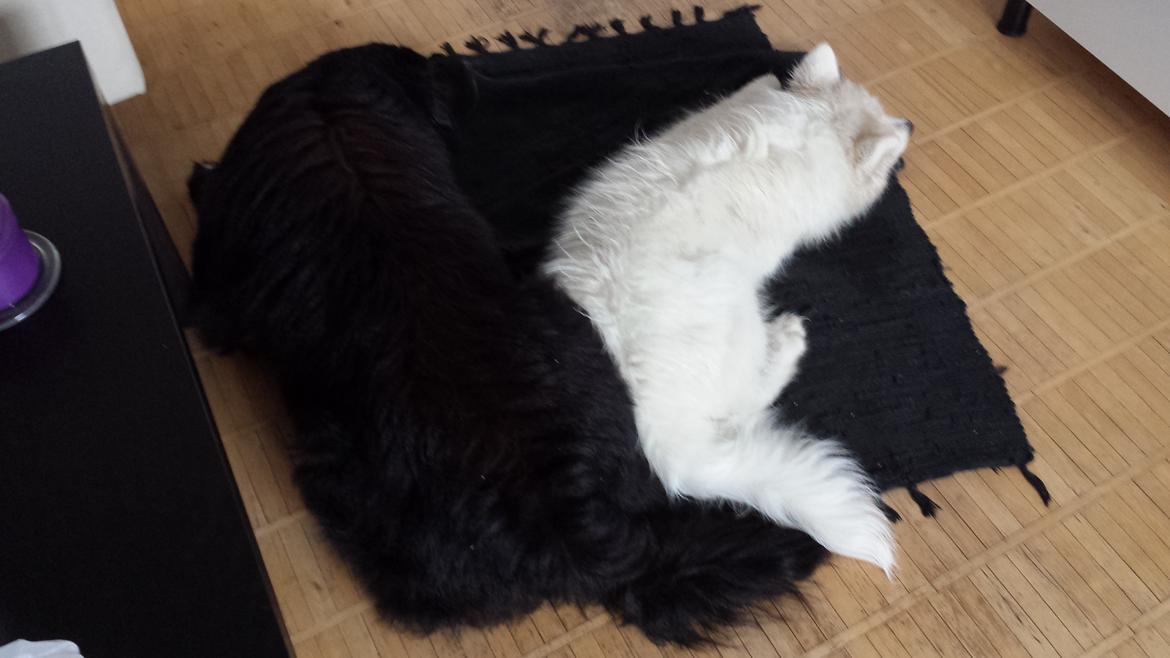 Samojedhund Mishu billede 13