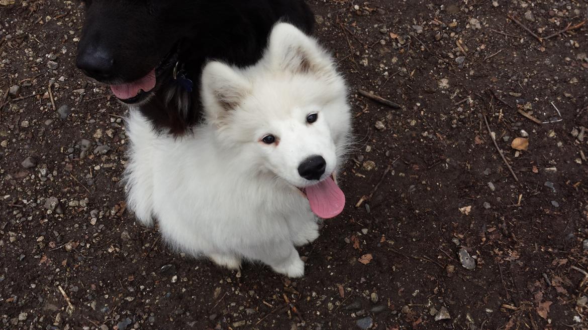 Samojedhund Mishu billede 9