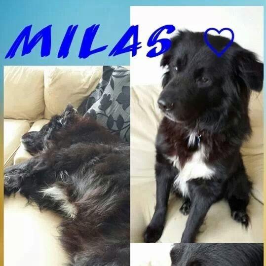 Blanding af racer Milas billede 21