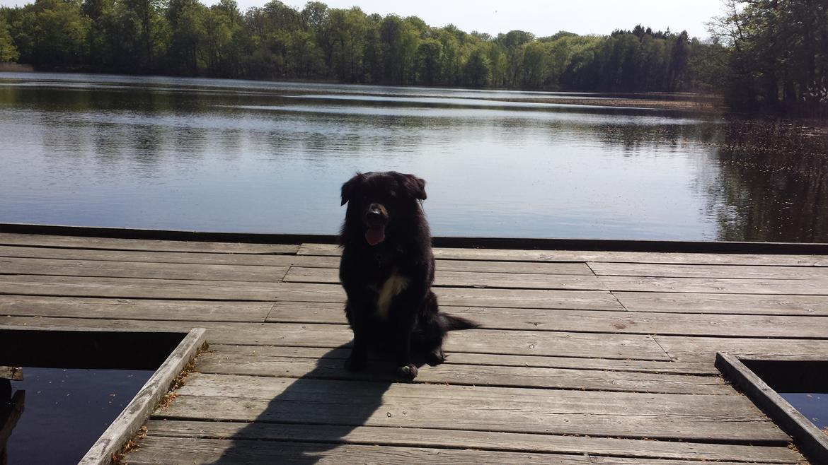 Blanding af racer Milas billede 22