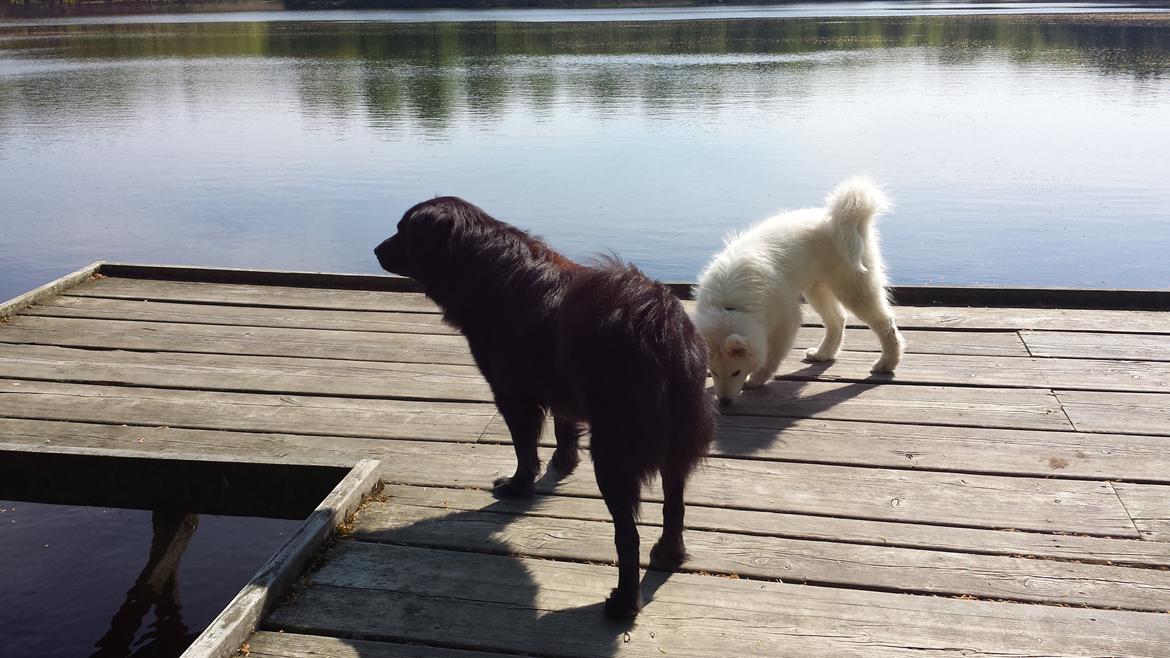 Blanding af racer Milas billede 23