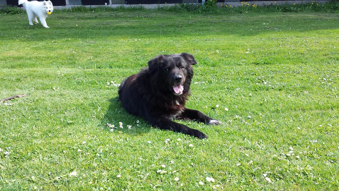 Blanding af racer Milas billede 2