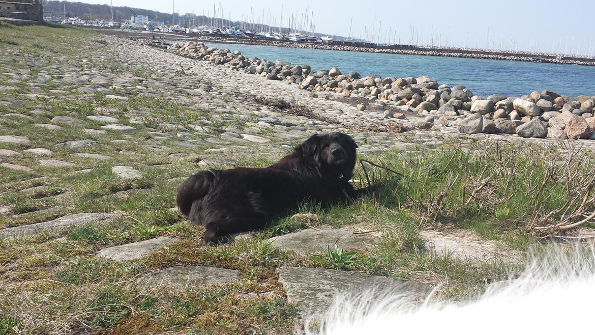 Blanding af racer Milas billede 24