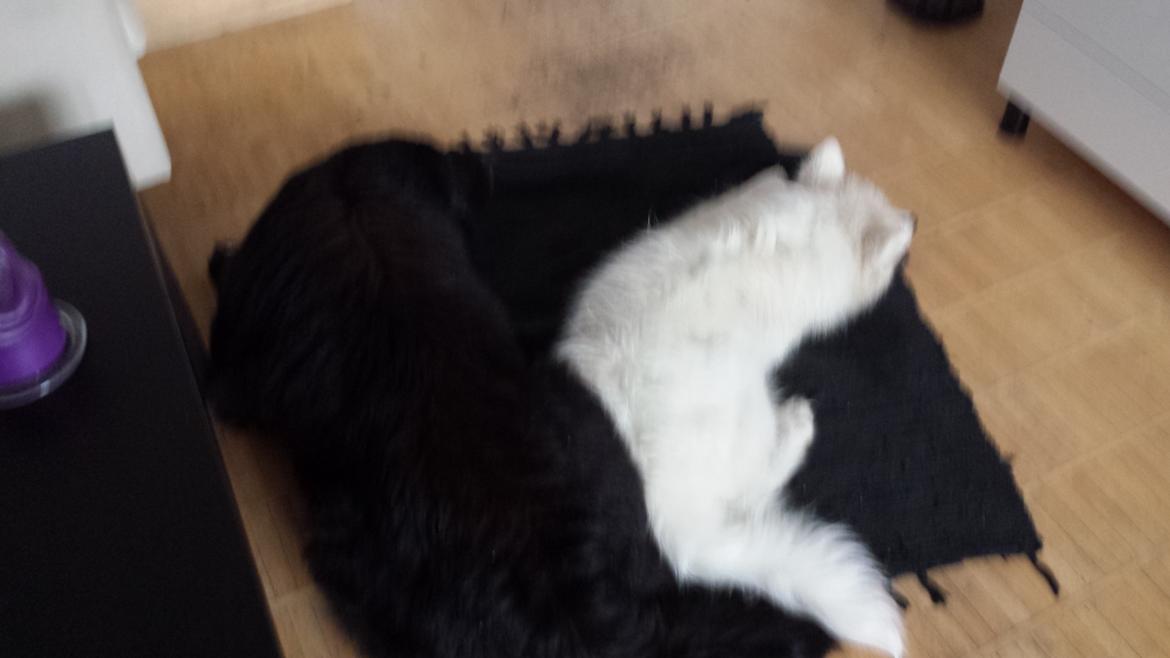 Blanding af racer Milas billede 25