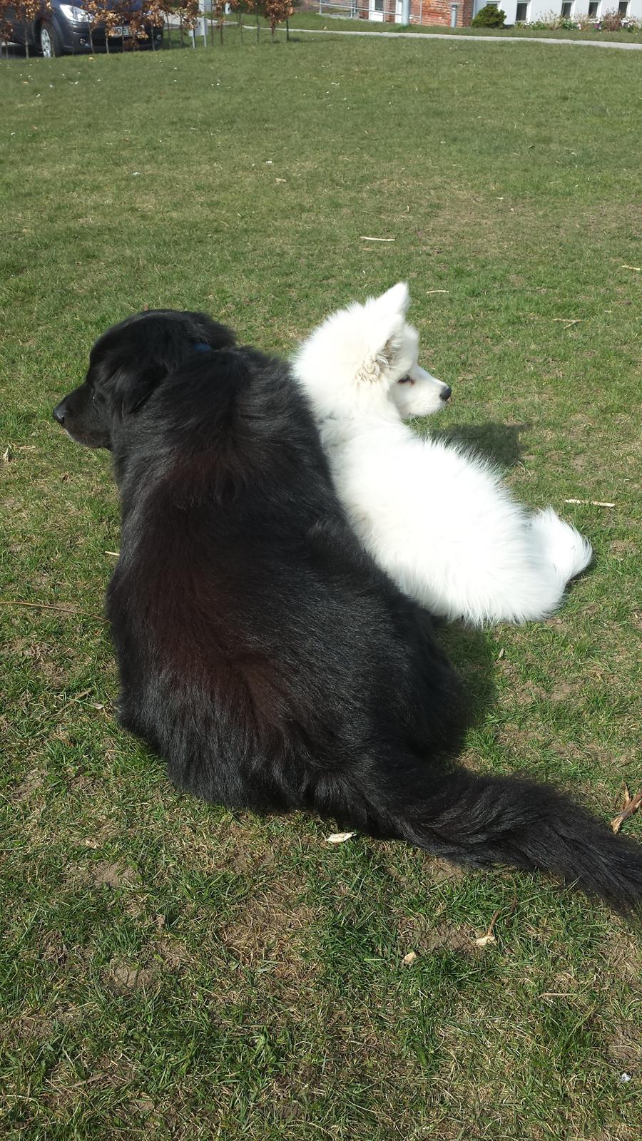 Blanding af racer Milas billede 26