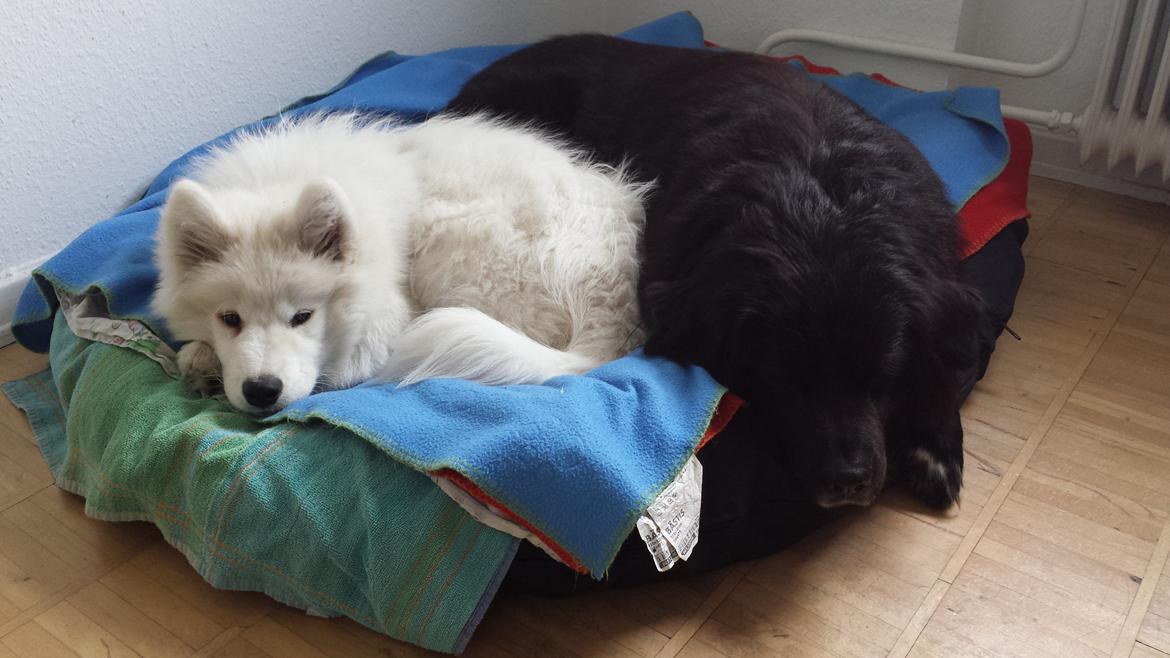 Blanding af racer Milas billede 27