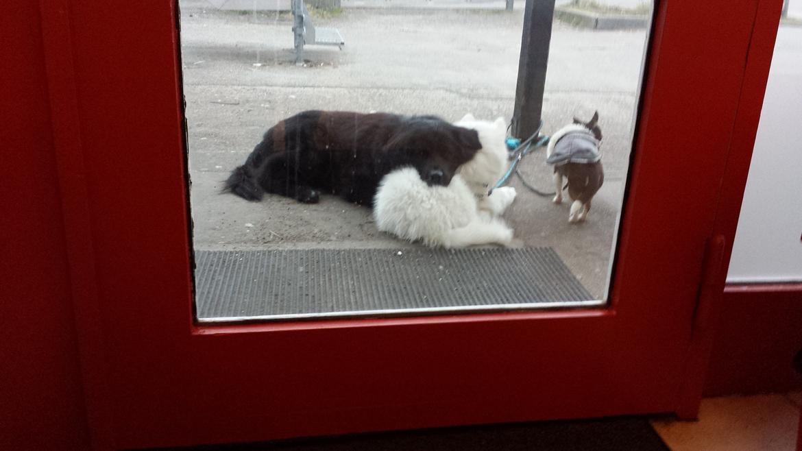 Blanding af racer Milas billede 28