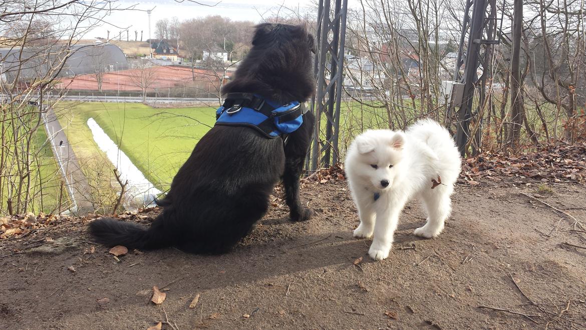 Blanding af racer Milas billede 29