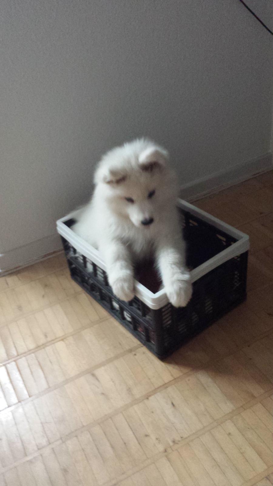 Samojedhund Mishu billede 15