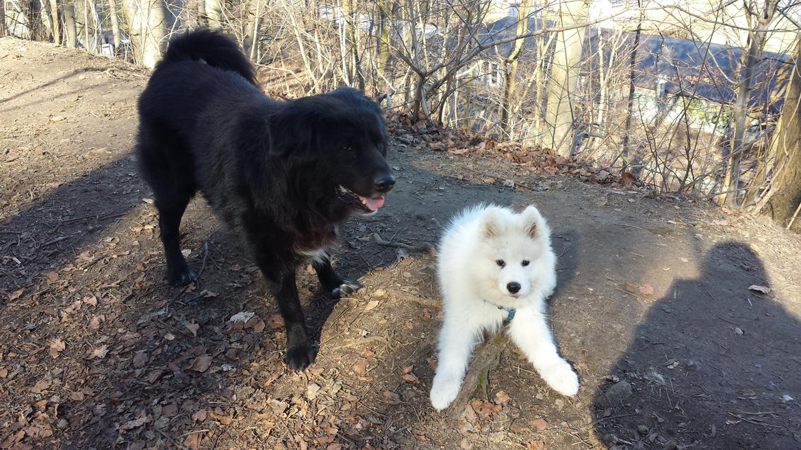 Samojedhund Mishu billede 16