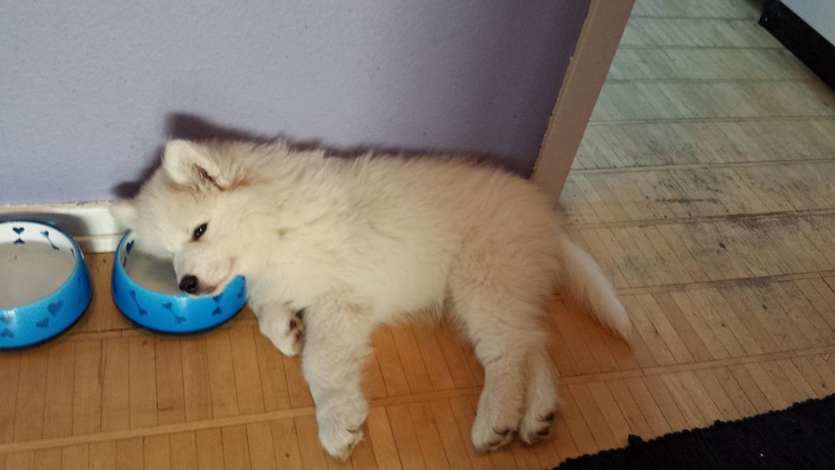 Samojedhund Mishu billede 17