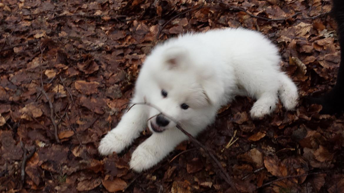 Samojedhund Mishu billede 18