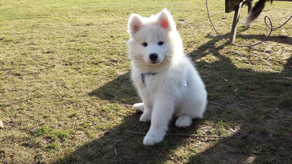 Samojedhund Mishu billede 19