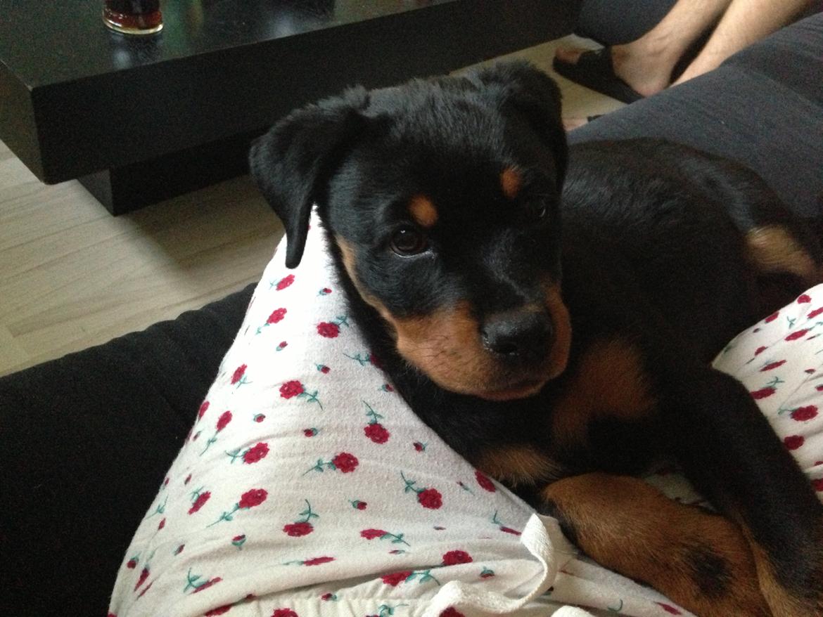 Rottweiler Anton billede 1