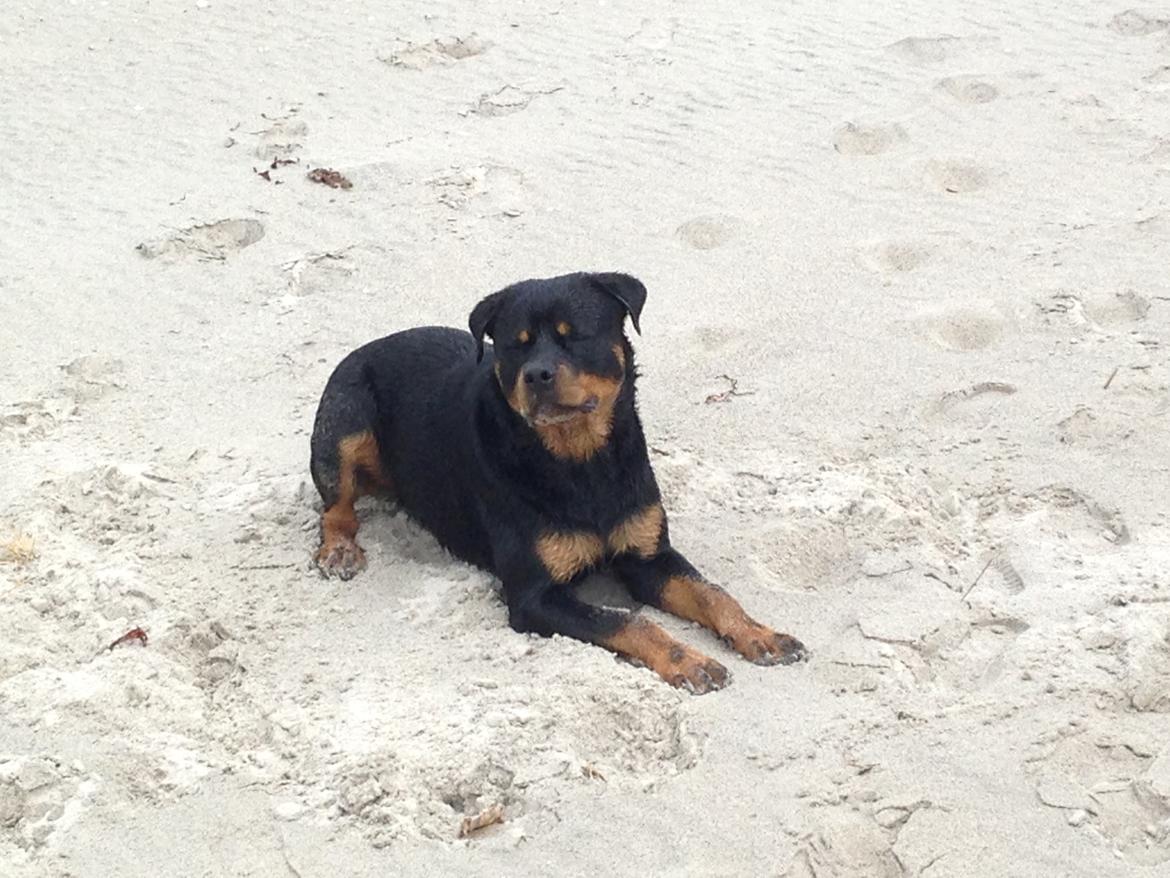 Rottweiler Anton billede 2
